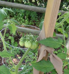 Here is a cluster of 5 Tomatoes plus there are others on this plant!